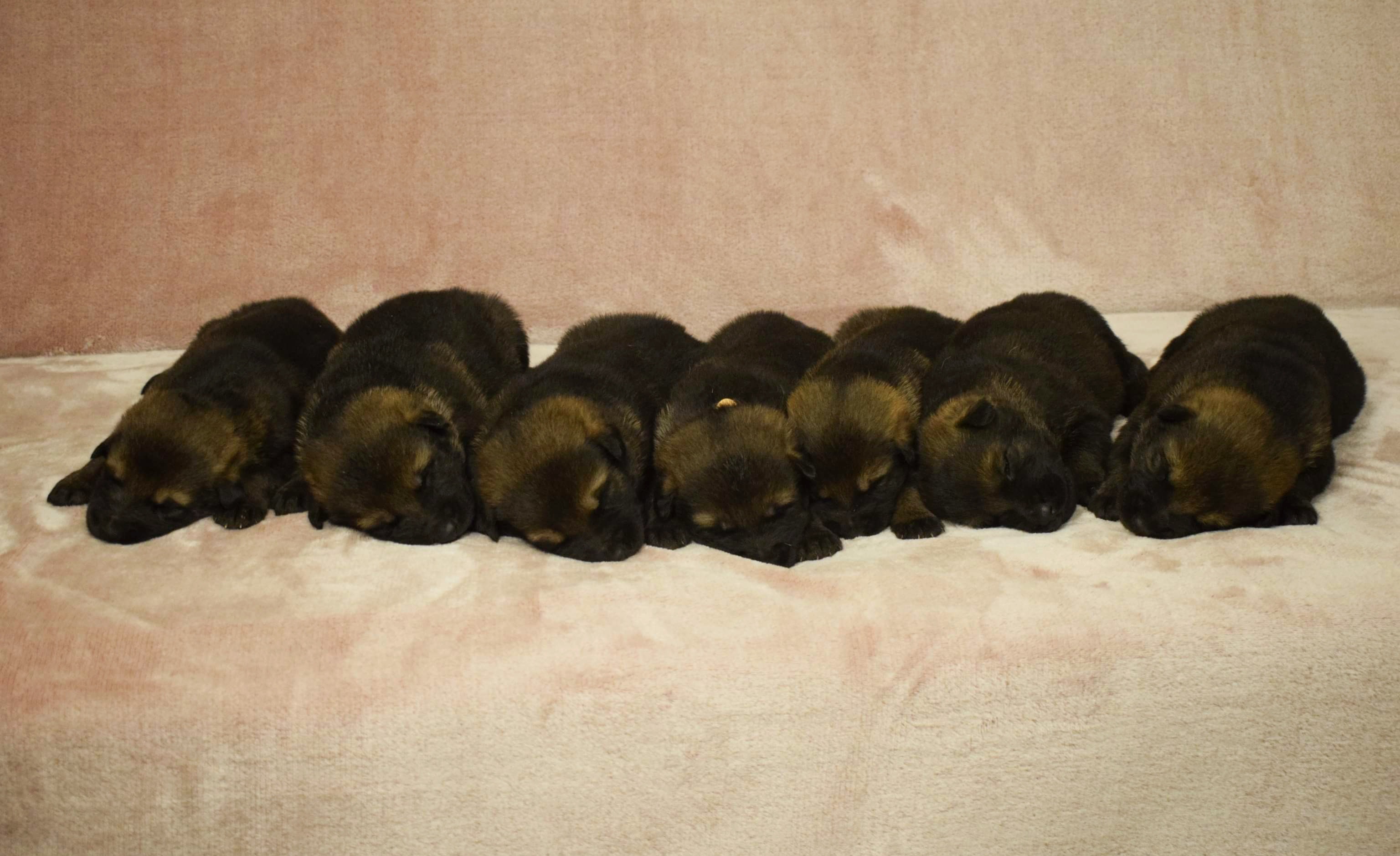 Szczeniaki Owczarka Niemieckiego